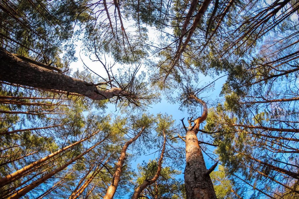 Sunlight filtering through a tall pine canopy