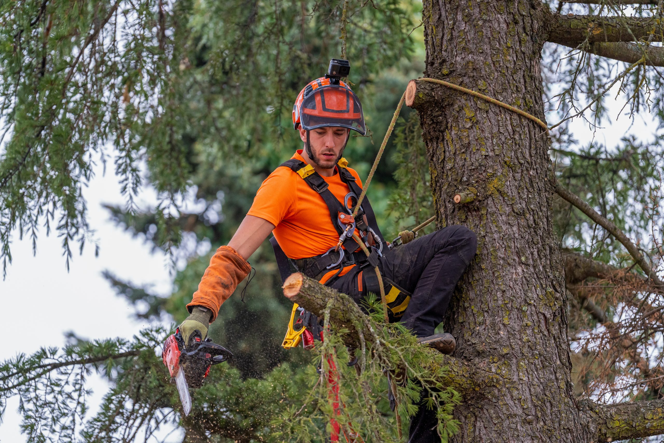 Arborist trimming branches in a tree