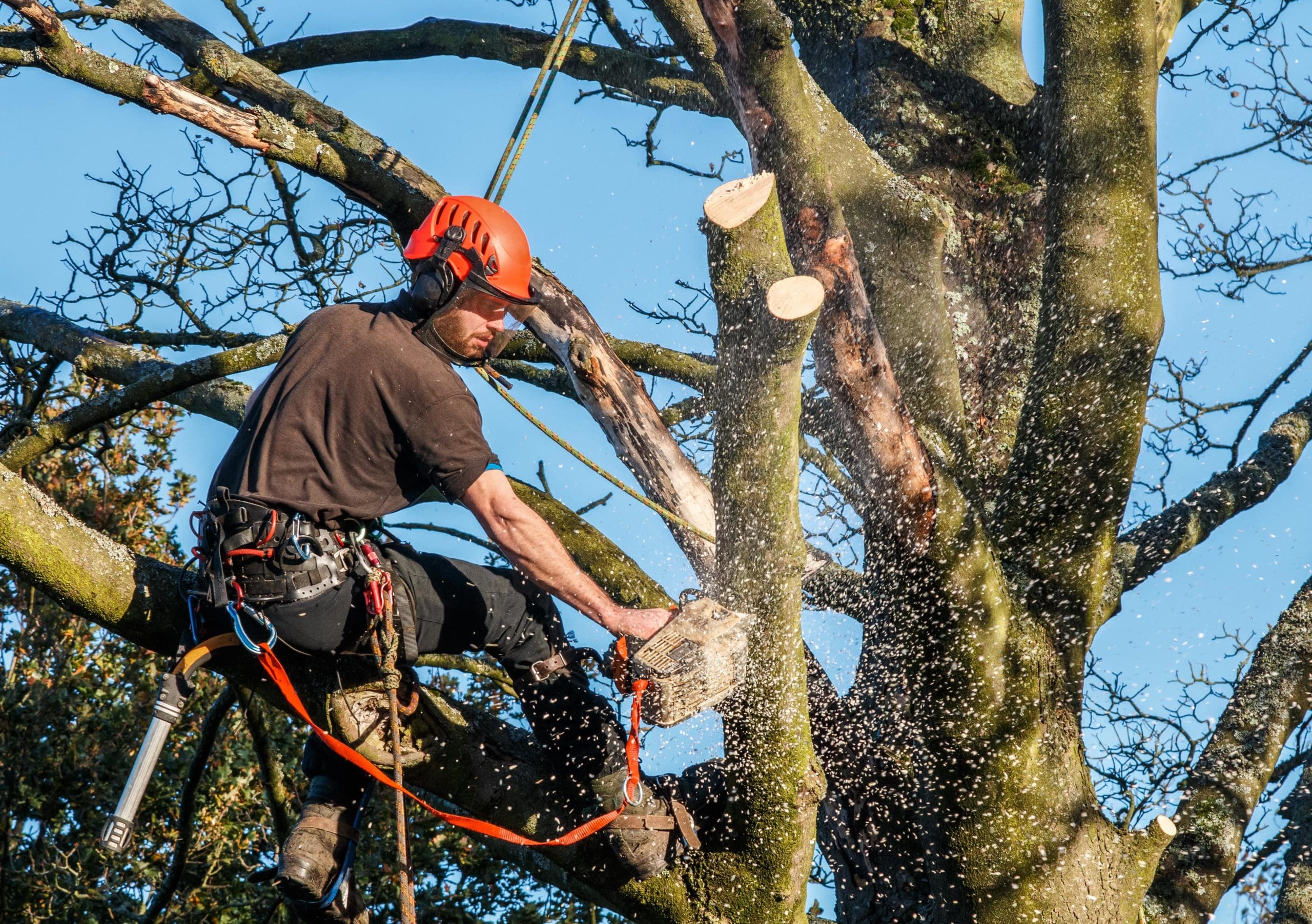 Tree crew member working high in a large tree canopy